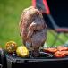  Via жестяная банка chi gold Via kanchi gold комплект BBQ. основной тарелка .. простой ju-si-chi gold 4 порции / барбекю комплект барбекю BBQ