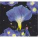 SARAH LOUISE/Nighttime Birds And Morning Stars (2019/4th) ( Sara * Louis -z/USA)