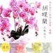 . butterfly orchid 3ps.@ establish celebration artificial flower photocatalyst . butterfly orchid gift yellow color white pink 