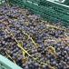 �A�p���^�O�A�@�O�������F���[�m�@�J�x���l�E�\�[���B�j�����^Apaltagua Granverano Cabernt Sauvignon �֘A�摜5