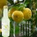 �L���V���@ ���s�����M�q�T�C�_�[ 250ml�~24�{ ���s �����Y�̗M�q�ʏ`�𕚌��̖��𑠂Ŏd�グ�܂��� �֘A�摜1