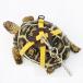 turtle .. for traction rope pet Lead small animals discount string outing walk for Lee shu(M)