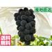 черный свекла ( превосходящий товар ) чёрный ..[.. для 2.5kg коробка (3.)]* Yamanashi префектура производство. тщательно отобранный виноград 
