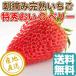  клубника фрукты Fruits....C Berry специальный отбор .. для 2 упаковка ввод коробка 1 упаковка примерно 420g×2 Shizuoka префектура . талант производство бесплатная доставка прямая поставка от производителя 