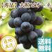  виноград фрукты Fruits превосходящий товар крупный pio-ne1kg коробка 2~3. прямая поставка от производителя бесплатная доставка День почитания пожилых людей осталось жара . видеть Mai . подарок 