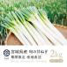 [2025-26 отчетный год в продаже бесплатная доставка * Okinawa отдаленный остров дополнение плата есть ]kamasichi лук порей магазин .. . лук порей 2kg l лук-батун лук порей . сырой . сырой 