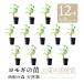 [2025 отчетный год в продаже натуральный дикоросы yomogi рассада ] запад корень. лес натуральный дикоросы. рассада yomogi. pot рассада 1 2 шт l.... дикоросы саженец l культивирование гид имеется 