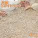  Okinawa White Sand 9kg / двор песок море. песок белый белый бежевый белый песок косметика песок низ песок низ пол море песок кровать песок ручная работа искусство construction 