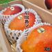  манго подарок подарок на Bon Festival 1kg Okinawa .. для Special превосходящий товар бесплатная доставка Okinawa производство Ishigakijima сельское хозяйство . прямая поставка .. подарок подарок фрукты фрукты время . манго сельское хозяйство .