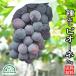 pio-ne вид нет 2kg Yamanashi фрукты .. подарок . земля культивирование сельское хозяйство . прямая поставка ...