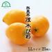  loquat . tree loquat free shipping 25 piece insertion LL size less pesticide Nagasaki production fruit fruit .. thing ..biwa agriculture . direct delivery thousand . agriculture .