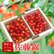 6 месяц средний . примерно из отправка начало вишня Sato . роза ..L размер примерно 1kg несессер Yamagata префектура производство прямая поставка от производителя sa Clan bo Cherry Sakura персик бесплатная доставка . покупка 