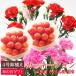 [ День матери подарок 5/4-5/9. отправка ] гвоздика розовый серия кроме того, оттенок красного цветок . фрукты комплект гвоздика растение в горшке Sato . вишня 100g 2 штук входит . покупка 