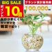 [ распродажа результаты 10,000 шт прорыв ]kapok декоративное растение подлинный товар Mini Tokyo .. земля ... нет Mini декоративное растение маленький салон ..... гидропоника 