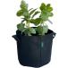�s�D�z�v�����^�[ 3�K���� 2���� �s�D�z�|�b�g �x�����_�͔| �A�ؔ� ��24cm�~����22cm 10���b�g�� �ƒ�؉� �͔|�� �z�� �z�� 8�� FORESIA