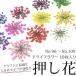 押し花 ドライフラワー （96-109） 10枚入り 大きめサイズ