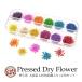  dry flower pressed flower high capacity 120 sheets rom and rear (before and after) entering 12 color set storage in the case 1. race flower SET