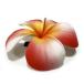 �w�A�N���b�v �@YTMZ0301-RED�@�v�������A�N���b�v3�@���b�h�@�� �֘A�摜1