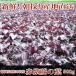 赤しそ 赤紫蘇 500g 葉のみ☆朝採り赤しそ産地直送☆梅干し作りに、赤シソジュースに！！