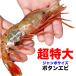 特売 先着150個 ボタンエビ 刺身 海老 えび エビ 蝦 生 ぼたんえび1kg