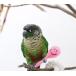 �C���R�̂������� �~�j�}���J�X 1�@(�����i�F�����Ɉ��S�ȑf�ނ��g�p) �֘A�摜1