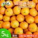  мандарин гора север мандарин есть перевод примерно 5kg меласса . мандарин уншиу . земля мандарин 5 kilo маленький шар большой шар B товар .. прямая поставка от производителя .. фрукты фрукты бесплатная доставка Yamato отправка 