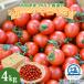  Oono видеть прямая поставка 4 десять тысяч 10 фрукты мини помидоры 4kg.. утро .. помидор фрукты помидор . сверху .. мини помидоры Petit Toma to земля .. соль круг небо день соль имеется бесплатная доставка 