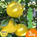 [ предварительный заказ ] помело земля . помело для бытового использования маленький ML размер 6~10 шар 3kg земля . город производство прямой шар дерево сельское хозяйство .... внезапный . поверхность культивирование .... прямая поставка от производителя Kochi производство 3 kilo бесплатная доставка 