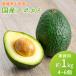 [ предварительный заказ ] прямая поставка от производителя местного производства авокадо 1kg 4~6 шт размер не комплект для бытового использования abogado1 kilo бекон ferute булавка картон Ehime префектура средний остров производство желающий. остров производство бесплатная доставка 