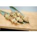 Japan капот ) неглазурованный фарфор . лук порей .. примерно 35g×40шт.