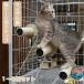  клетка для подножка кошка для кошка для подножка лестница башня для кошки коготь .. коготь точить вспомогательная подножка товары для домашних животных безопасность удобный легкий в использовании популярный модный удобный 