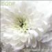 Boof Hydrangeas Whisper CD