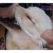 Christian Fennesz Its Hard For Me To Say I'm Sorry CD