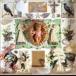 Jackie Oates Wings CD