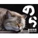  скала . свет .2026 кошка календарь. .Calendar