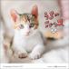  orange страница ... nyanko. настенный календарь 2027 Book
