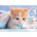 . кошка. man chi can календарь 2027 Calendar