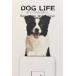 DOG LIFE Color собака жизнь цвет [ окантовка колли ] собака цвет настенный стикер 