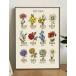 [ cloth poster ] birth flower (2) natural fabric panel flower flower plant illustrated reference book free shipping 