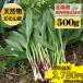 &lt; free shipping &gt; rare Hokkaido edible wild plants natural line person garlic 500g