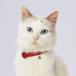 petio(Petio) ошейник necocone здесь кошка цвет красный кошка 