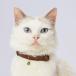 petio(Petio) ошейник necocone здесь кошка цвет Brown кошка 