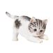 H2O HH31352. кошка украшение скумбиря тигр Bray King 