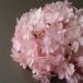 [ консервированный цветок ] большой земля сельское хозяйство ./.. гортензия * head / примерно 1 колесо минут / розовый Berry /01102-120