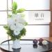 [ бесплатная доставка ]. цветок консервированный цветок .... белый . цветок ....... домашний алтарь .. нет . цветок ... цветок ....