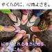 �������� ���� �r�[�`�T���_�� �ɂ��Ȃ� �L�b�Y ���f�B�[�X SKY WAY �֘A�摜2