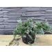  bar Haba conifer 15cm pot seedling ground cover Japanese style European style undergrowth nature 