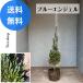  conifer blue angel [ free shipping ]18cm back seedling height 1.0m width 0.2m tree raw . eyes .. garden tree plant stylish European style 