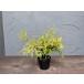 golden mop [ free shipping ] conifer 12cm pot height 0.25m width 0.25m.... European style garden plant sapling 