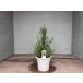  rosemary tos kana blue [ free shipping ] 15cm pra pot height 0.3m.... lease herb seedling European style garden 